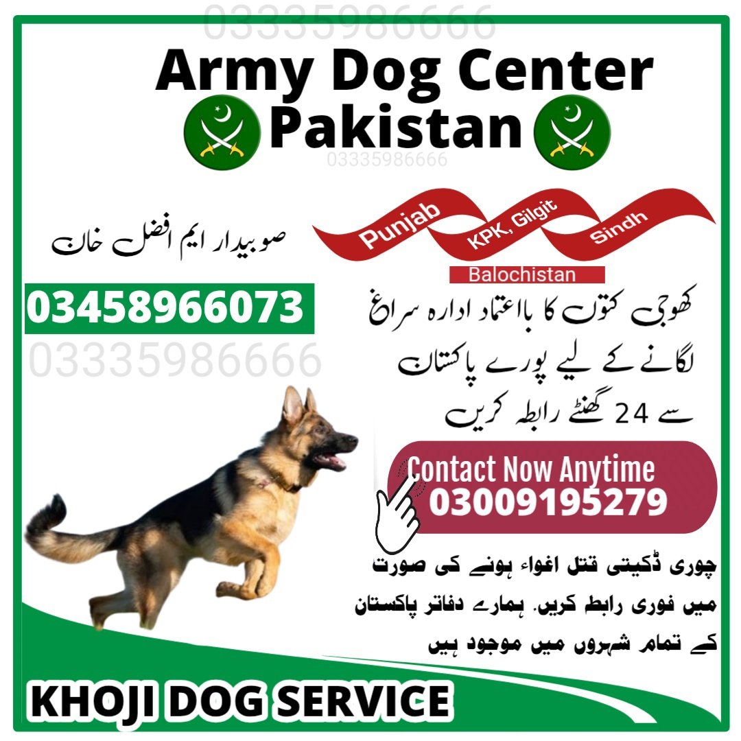 ARMY DOG CENTER MARDAN 03459033016 | KHOJI DOG IN MARDAN