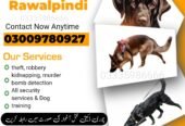 Army Dog Center Rawalpindi 03459033016! KHOJI DOG RAWALPINDI