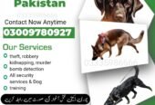 Army Dog Center Abbottabad 03005373788 (کھوجی کتے) | Khoji D