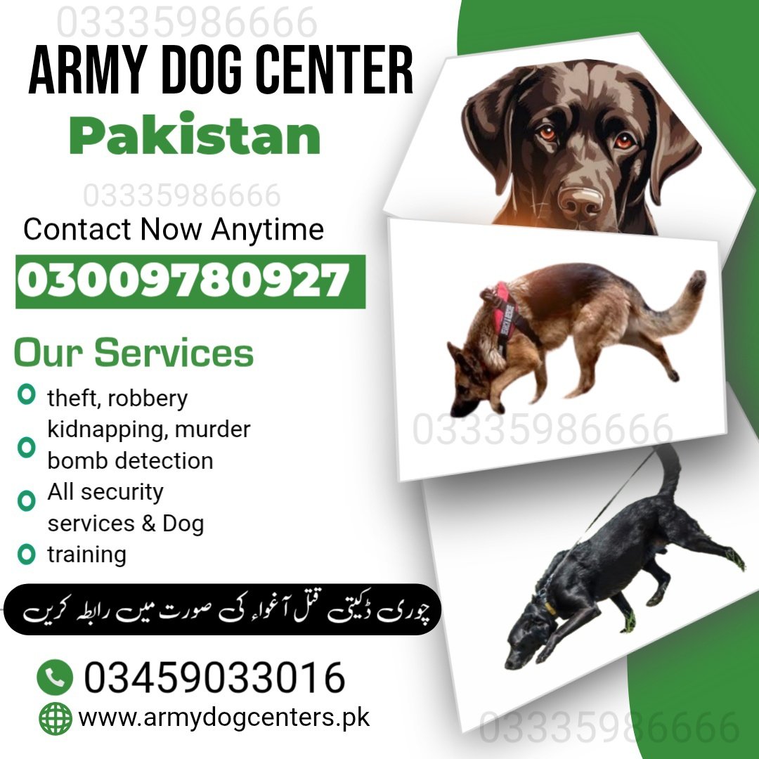 Army Dog Center Abbottabad 03005373788 (کھوجی کتے) | Khoji D