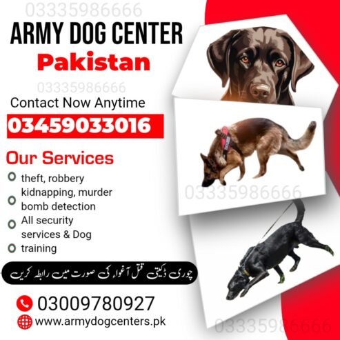 ARMY DOG CENTER MARDAN 03459033016 | KHOJI DOG IN MARDAN
