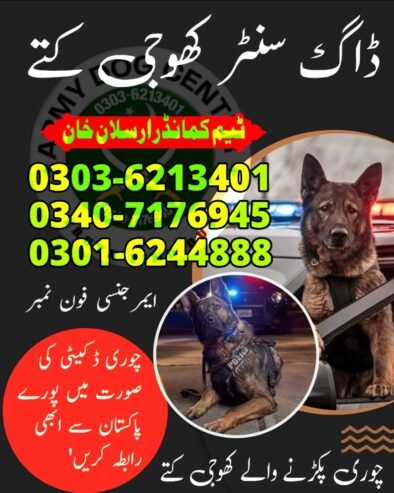 Army Dog Center Rawalpindi  03036213401 Khoji Dogs Rawalpindi