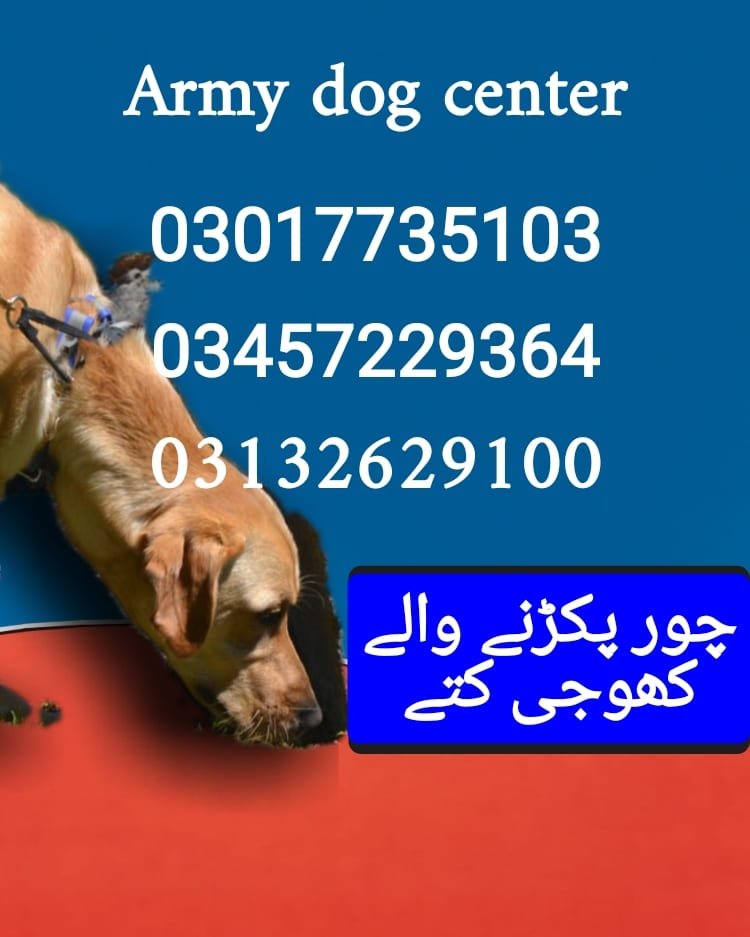Army dog center sindh 03017735103