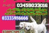 Army Dog Center Peshawar 03458966073 (K9 khoji dog peshawar)