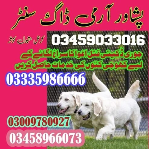 Army Dog Center Peshawar 03458966073 (K9 khoji dog peshawar)