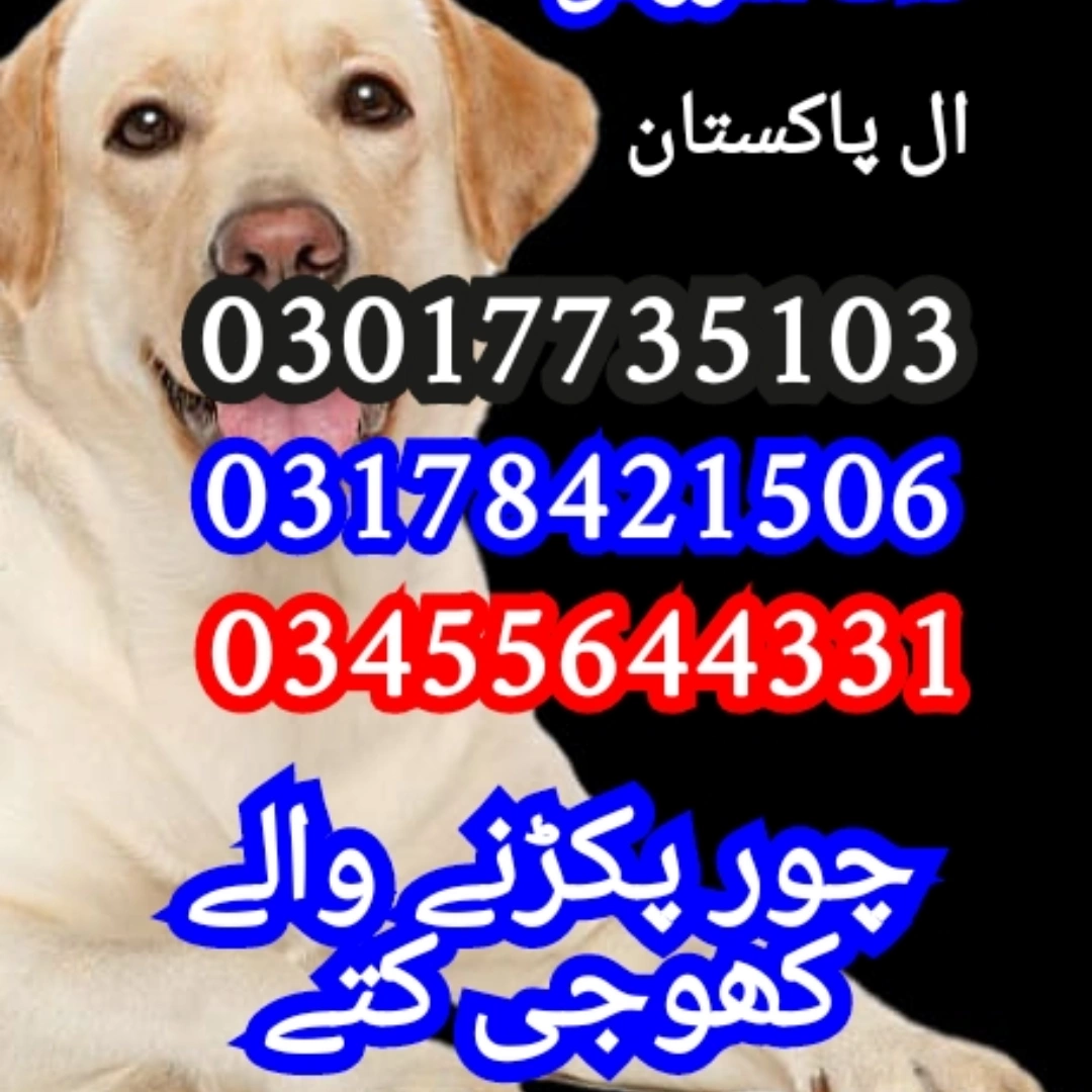 Army dog center Punjab 03017735103 (کھوجی ڈاگ(