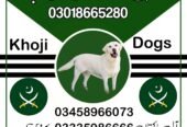 Khoji Dog Center Chiniot 03458966073 | Khoji Kutta Chiniot