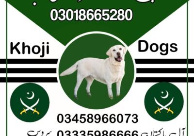 jui-design-پاکستان-post-1734691226609-1