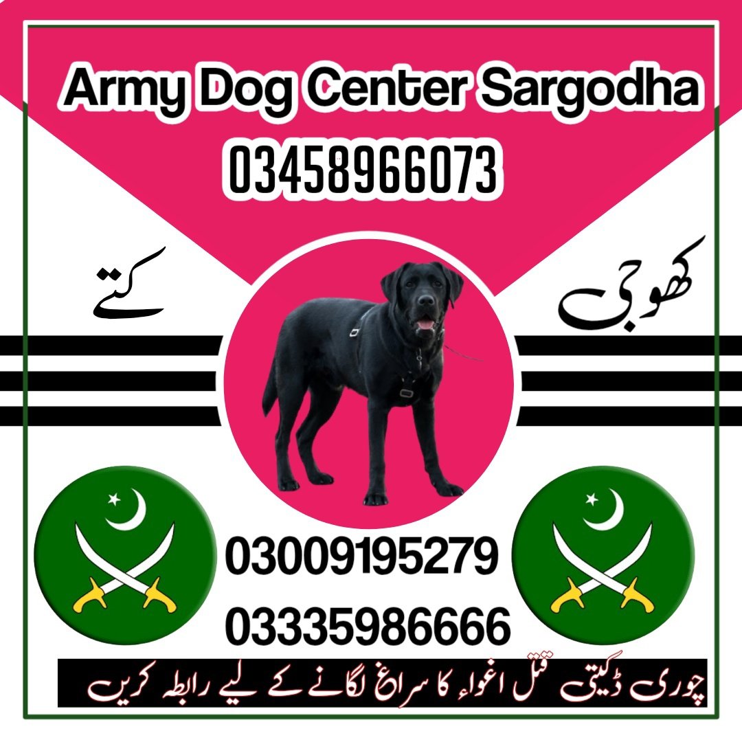Khoji Dog Center Jhang 03005373788 (کھوجی کتے)