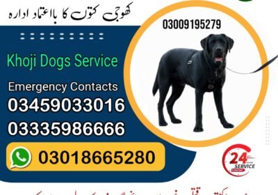 post-advertisement-business-ایڈورٹائزمنٹ-square-1738681433594