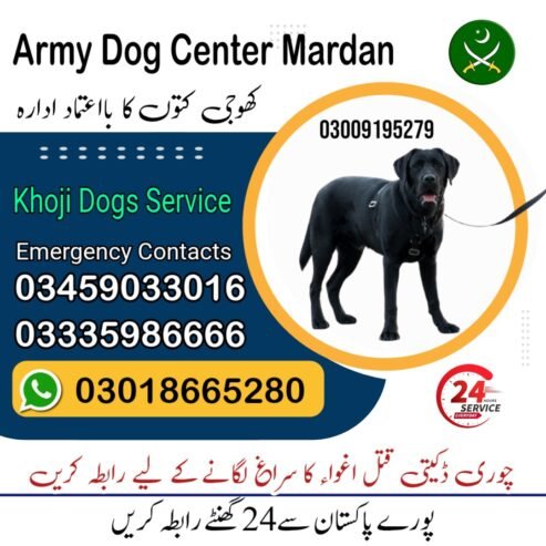 Army Dog Center Jhelum 03458966073 (کھوجی کتے) | Khoji Dogs Contact