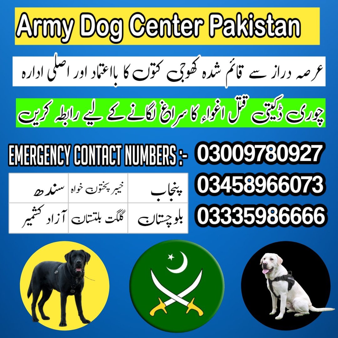 Khoji Dog Center Chiniot 03458966073 | Khoji Kutta Chiniot