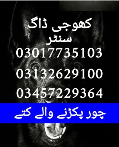rmy Dog Center Ahmadpur 03017735103