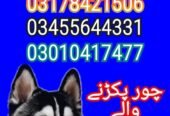 Army Dog Center Multan 03010417477