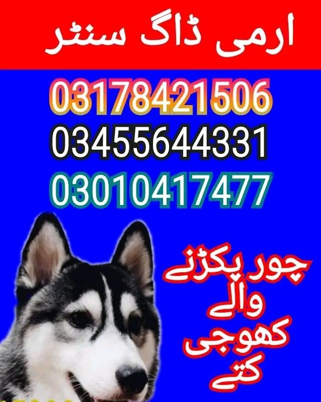 Army Dog Center Multan 03010417477