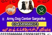 Army dog center 03009195279