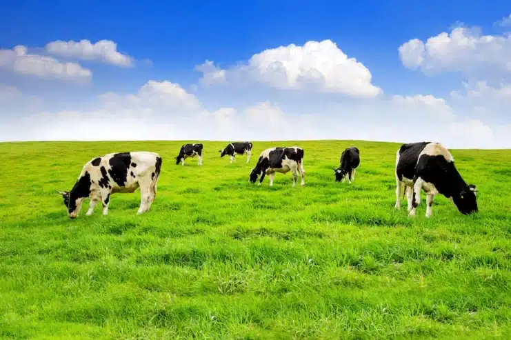 FarmGhar – Free Listing Hub to Buy & Sell Animal Livestock