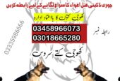 Army Dog Center Islamabad 03009195279 K9 Khoji DoG Service