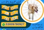 Army dog center sindh 03458966073