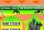 Khoji Dog Rawalpindi Contact Number 0300-7713578