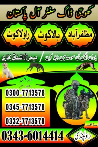 Khoji Dog Rawalpindi Contact Number 0300-7713578