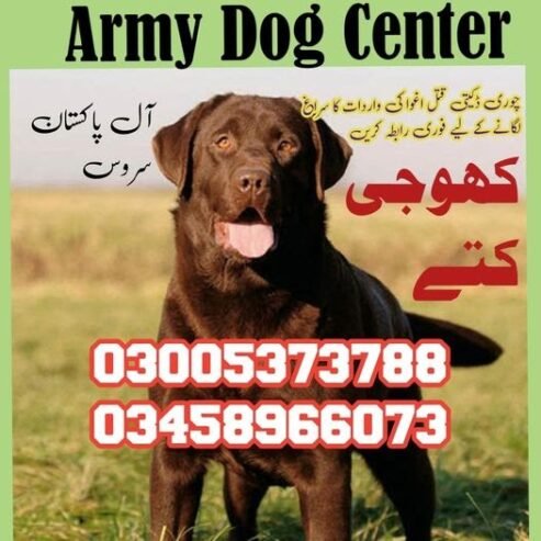 Army Dog Center Mianwali 03009195279 | Khoji Dog Mianwali