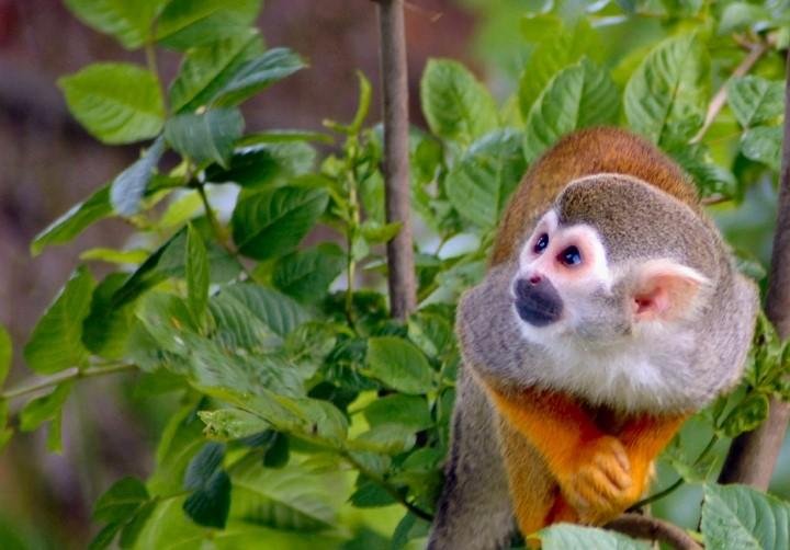 Discover the Wonders of Manu National Park