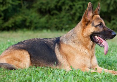 German-Shepherd850
