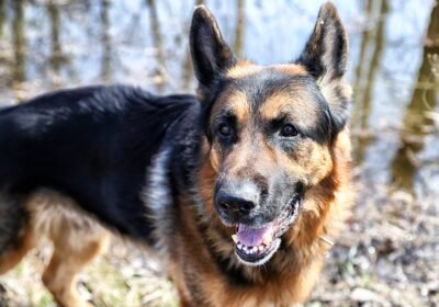 bigstock-Dog-German-Shepherd-Near-Water-286850392