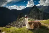 Machu Picchu 1 Day Tour from Cusco
