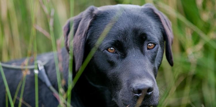 Army Dog Center Multan 03010417477