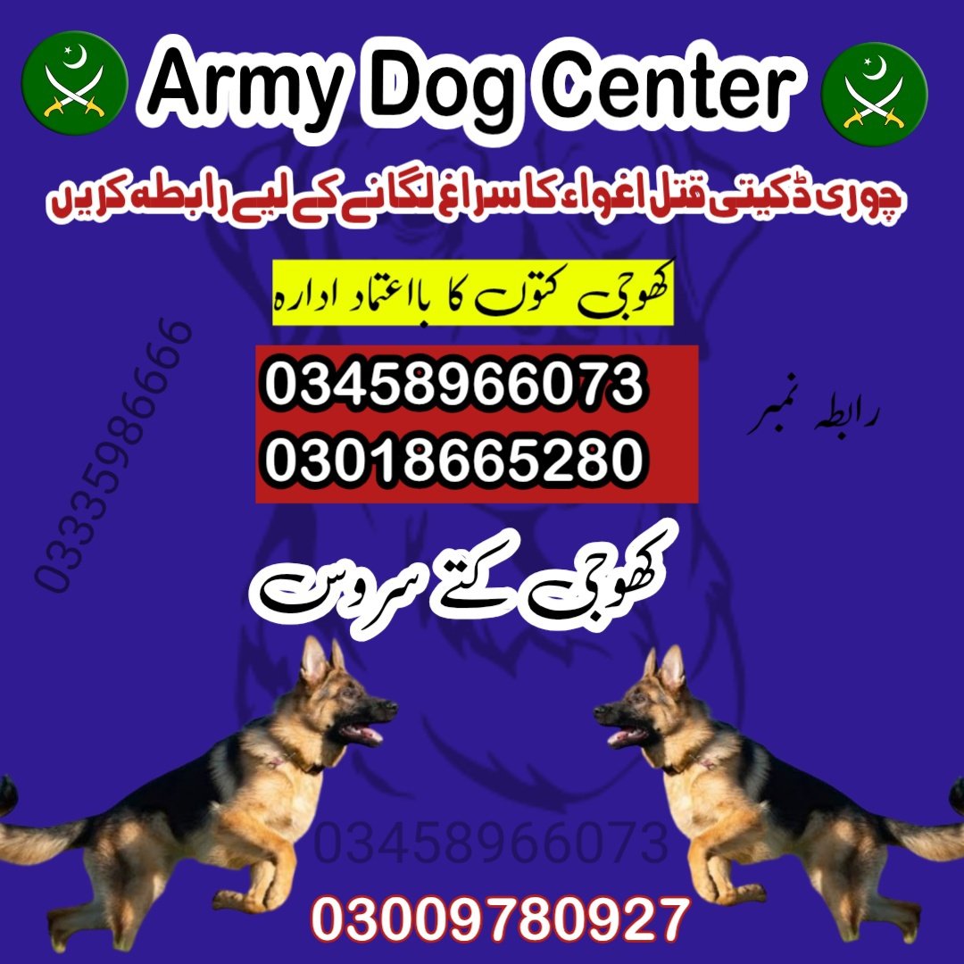 Army Dog Center Peshawar 03009195279 | Khoji Dogs