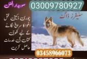 Army Dog Center Mardan 03009195279 Khoji Dogs
