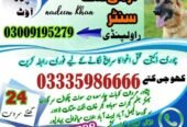 Army Dog Center Swabi Charsadda 03009195279 | KPK KHOJI DOGS