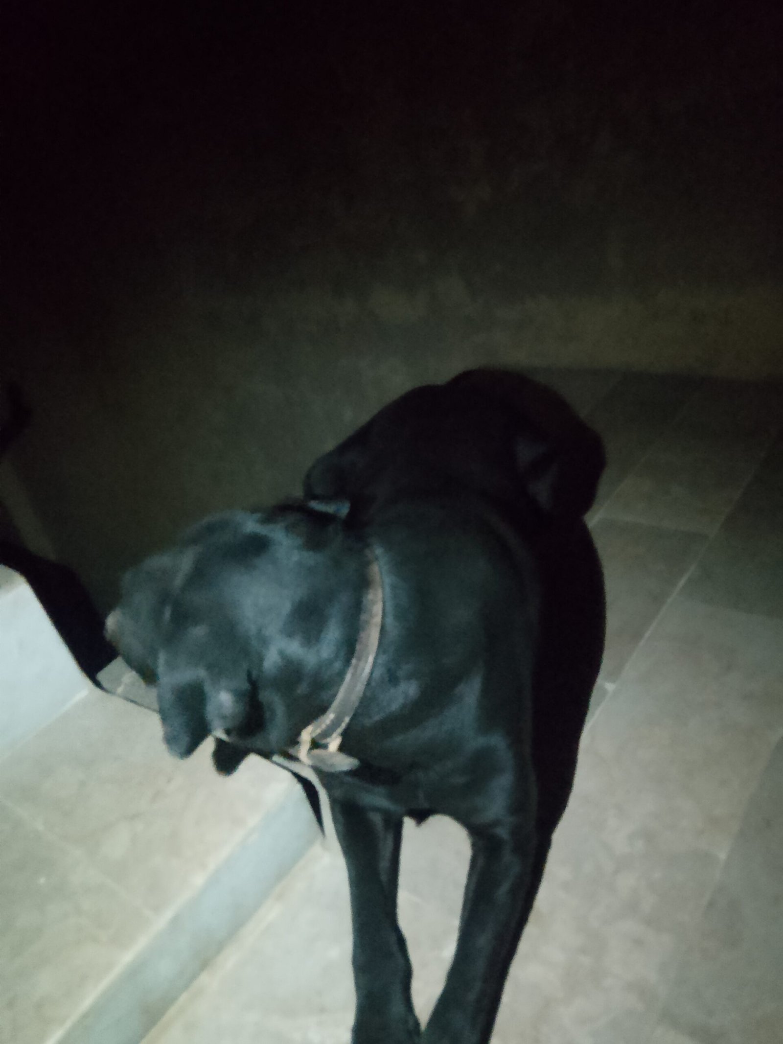 Army Dog Center Sanghar 0304-0763736