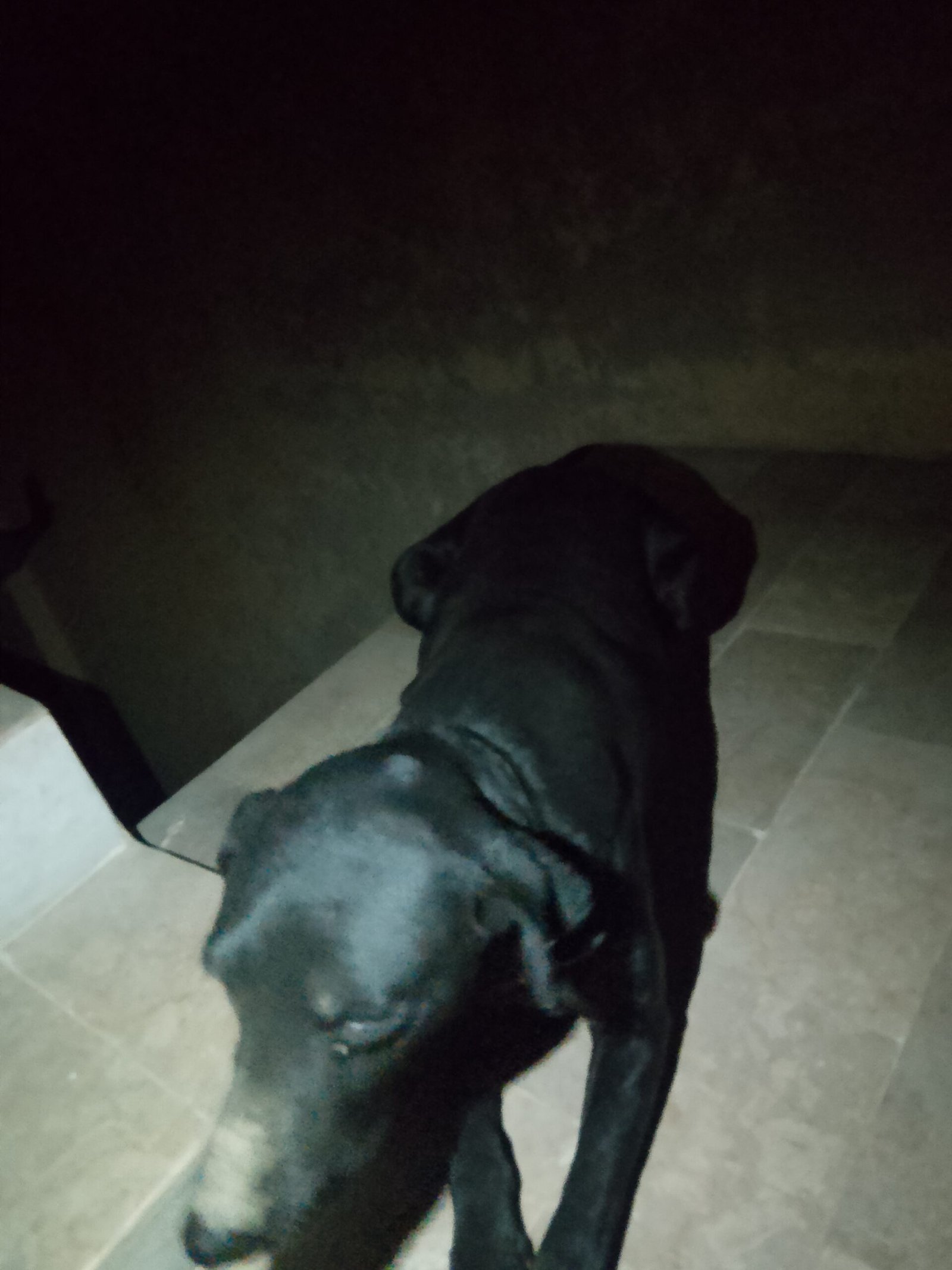 Army dog center umarkot 0300-3787282