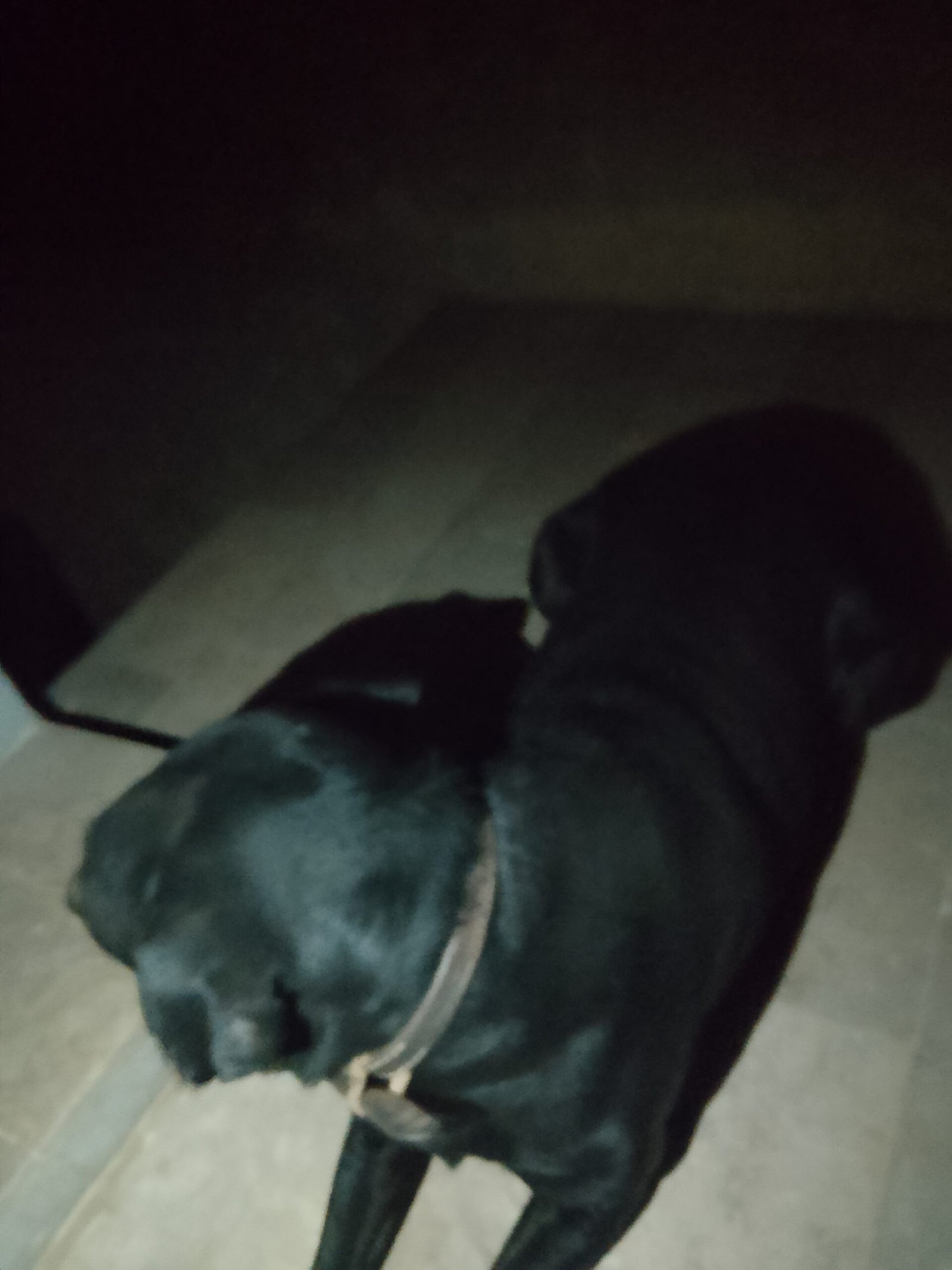 Army dog center umarkot 0300-3787282