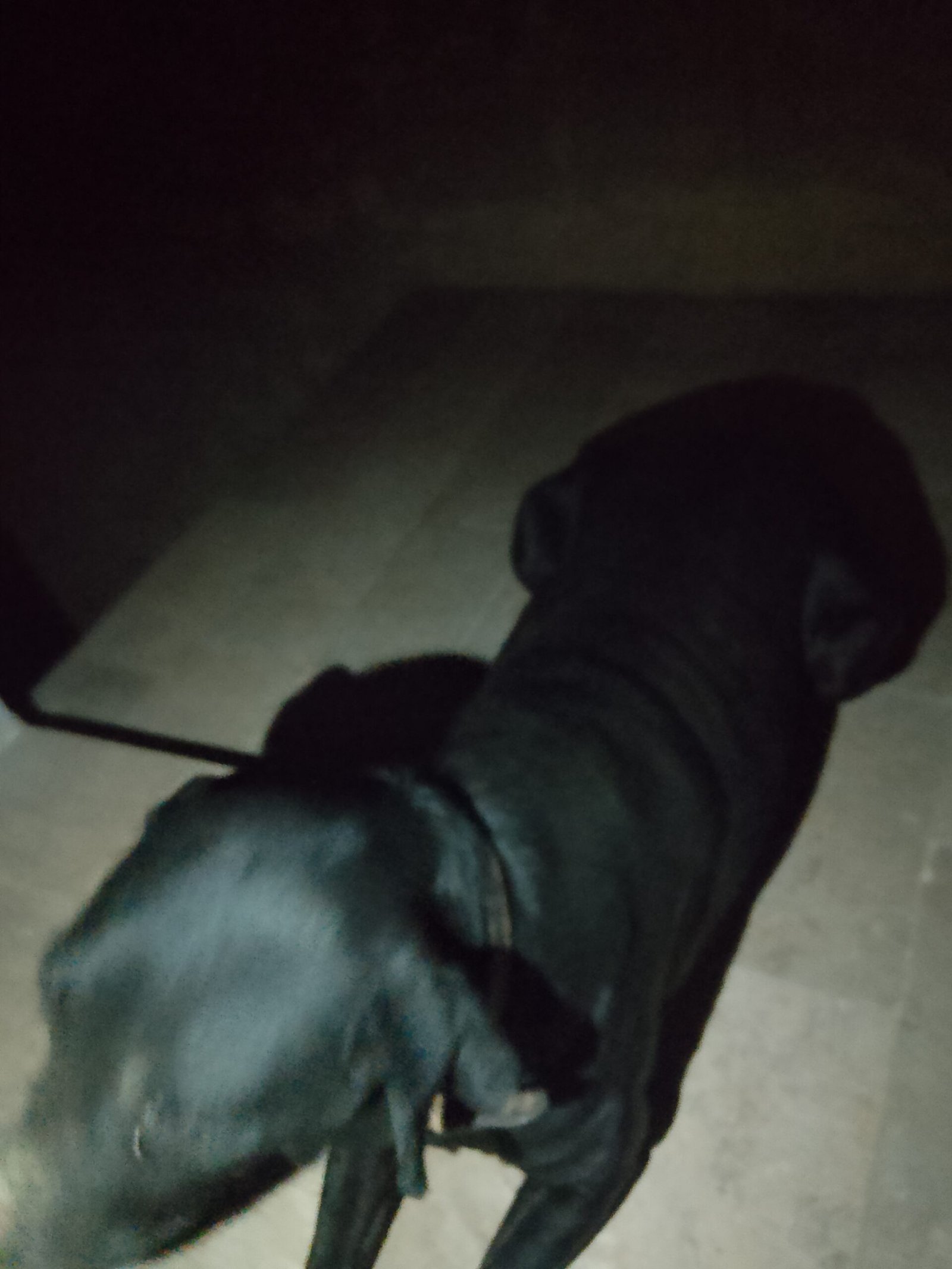 Army dog center umarkot 0300-3787282