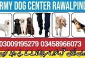 Army Dog Center Wah Cantt 03009195279 | Khoji Dogs Wah Cantt