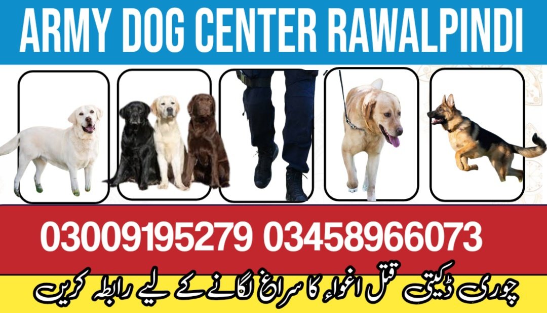 Army Dog Center Wah Cantt 03009195279 | Khoji Dogs Wah Cantt