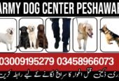 Army Dog Center Peshawar 03009195279 | Khoji Dogs