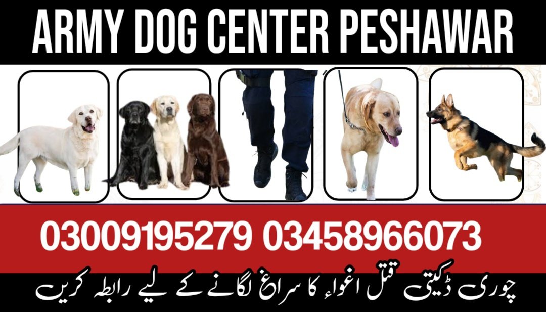 Army Dog Center Peshawar 03009195279 | Khoji Dogs