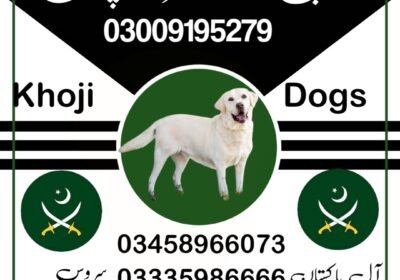 jui-design-پاکستان-post-1734709974560