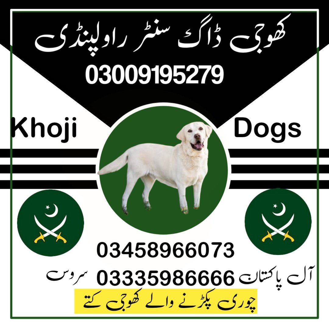 Army Dog Center Wah Cantt 03009195279 | Khoji Dogs Wah Cantt