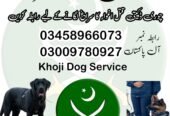 Army Dog Center Peshawar 03009195279 | Khoji Dogs