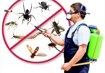best-pest-control-services-in-delhi