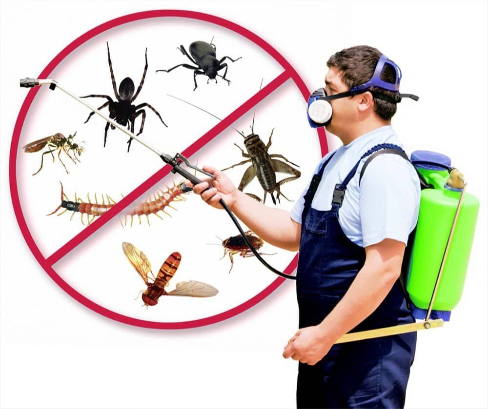 best-pest-control-services-in-delhi
