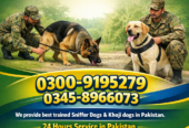 Army Dog Center Malakand 03458966073 | Khoji Dogs & Sniffer