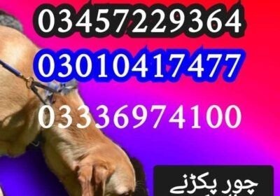 fg_68592f67bc40b-2025-06-23_10-41-43