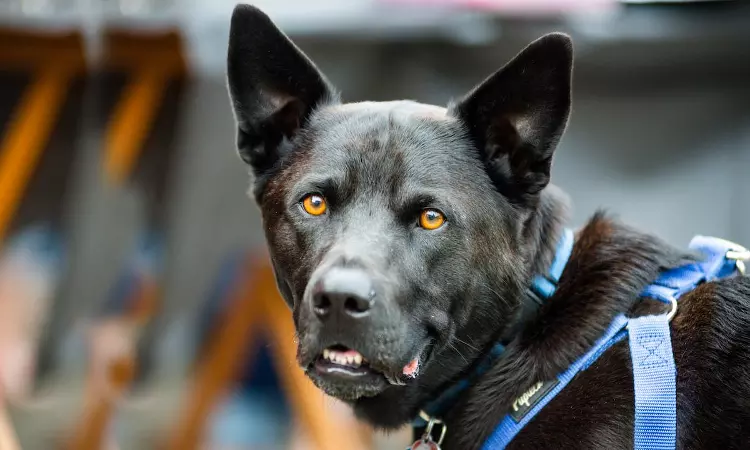 Army dog center 03017735103